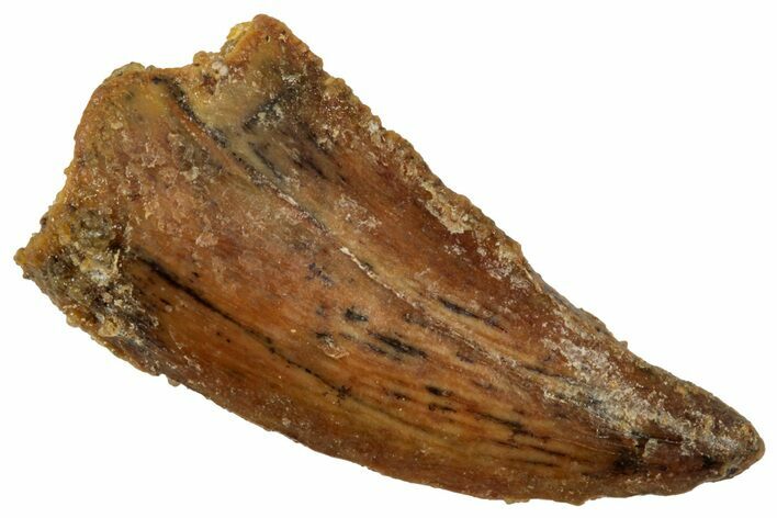 Raptor Tooth - Real Dinosaur Tooth #357952